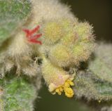 Chrozophora plicata