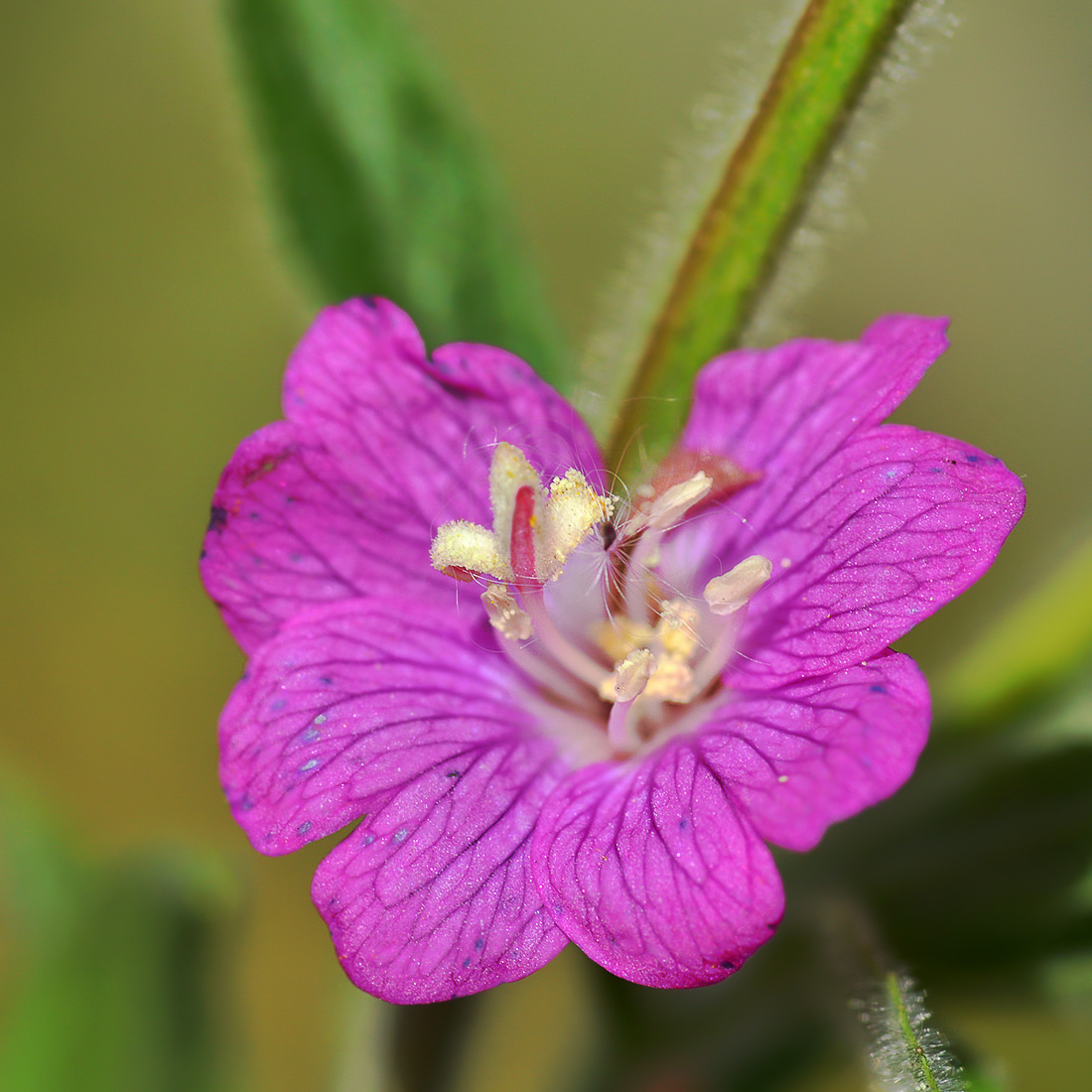 Изображение особи Epilobium hirsutum.