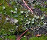 Cladonia fimbriata