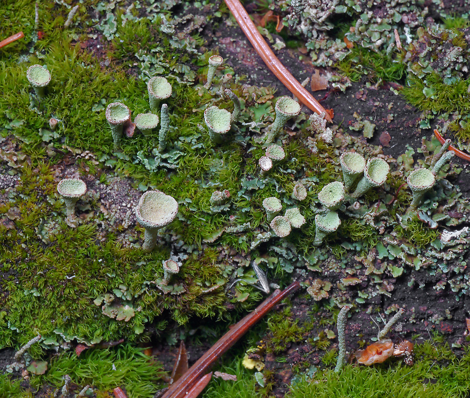 Изображение особи Cladonia fimbriata.