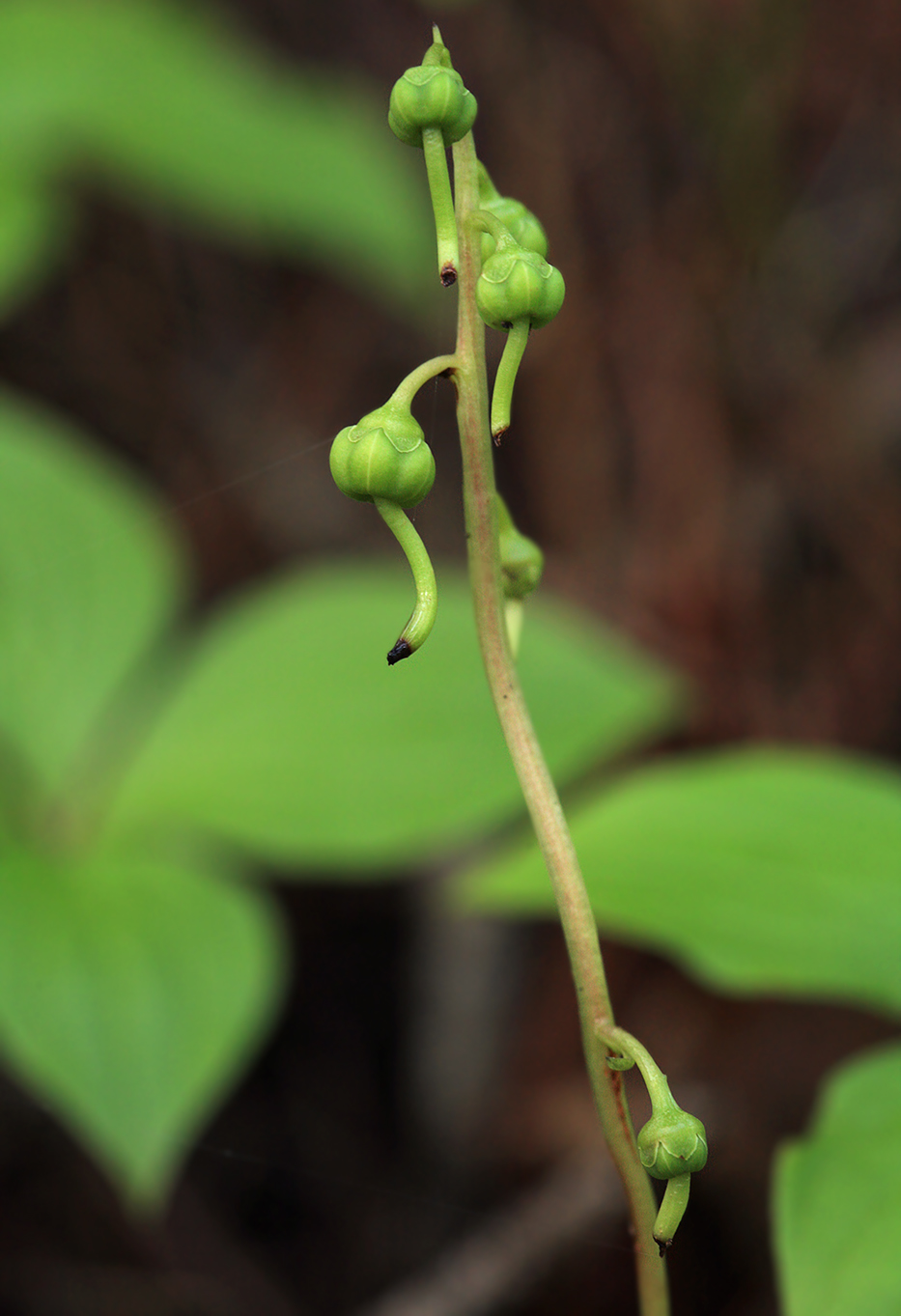 Image of Pyrola renifolia specimen.