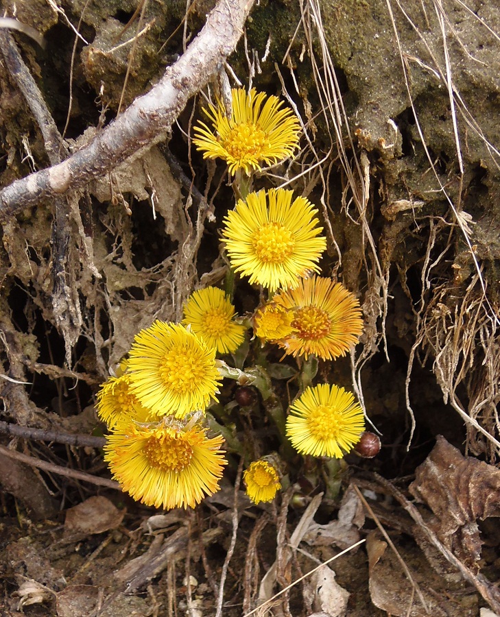 Изображение особи Tussilago farfara.