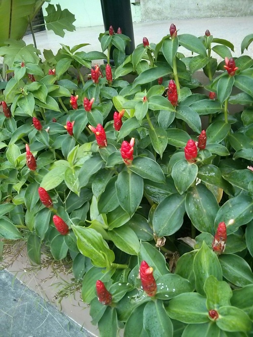 Image of Costus woodsonii specimen.