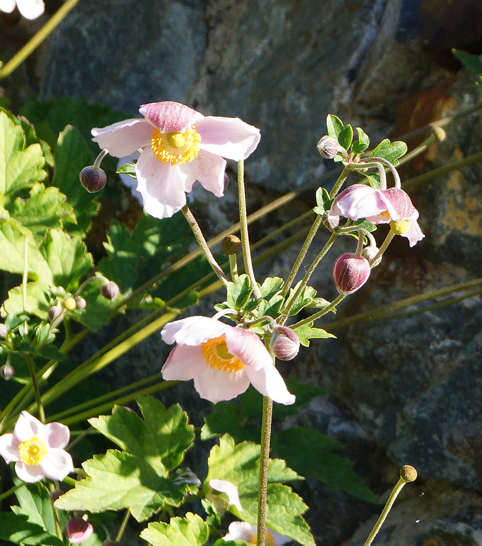 Изображение особи Anemone hupehensis.