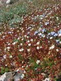 Saxifraga tridactylites. Цветущие растения. Крым, Балаклава, приморские склоны. 26 марта 2010 г.