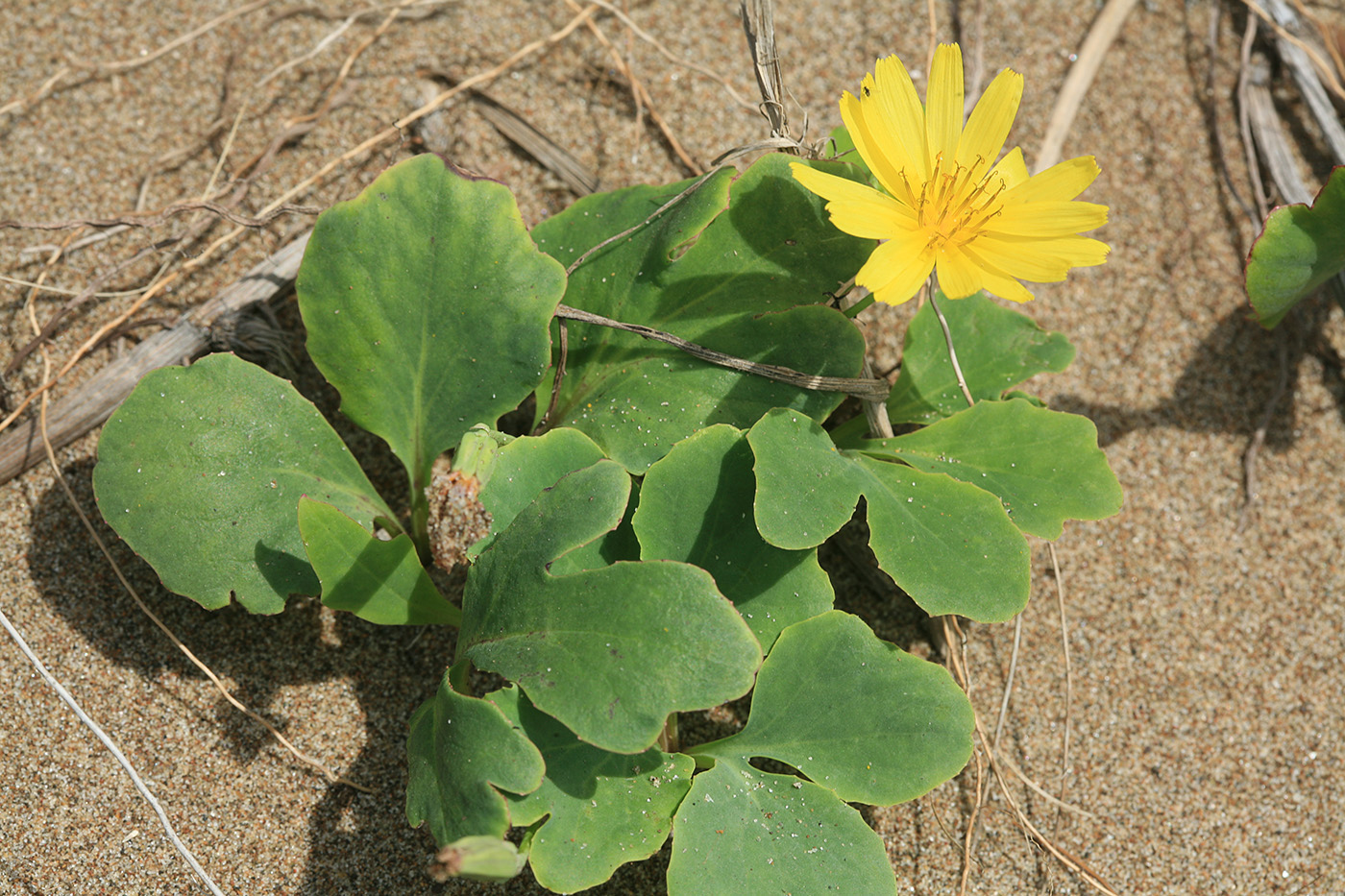 Image of Chorisis repens specimen.