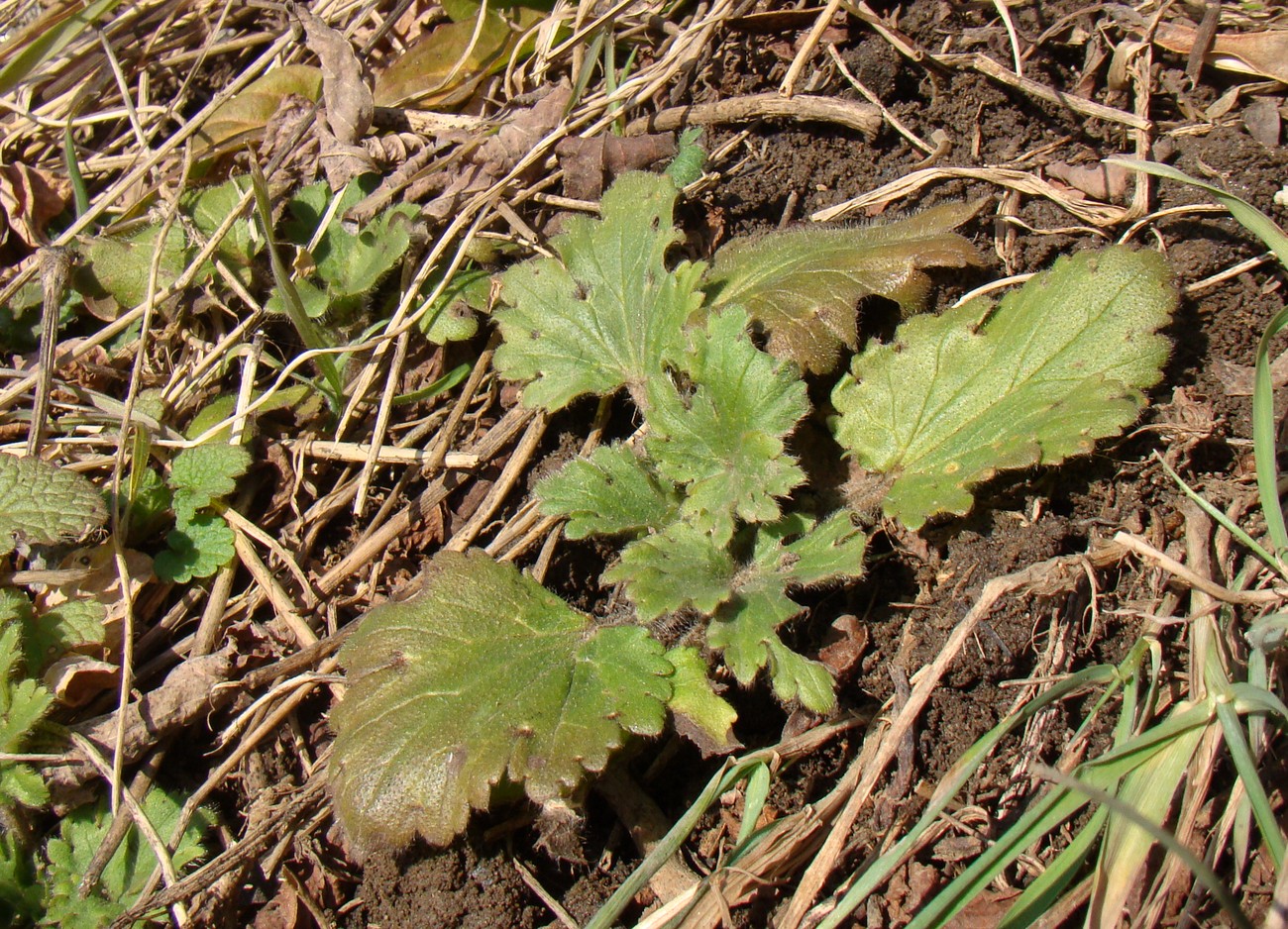 Image of Ranunculus oxyspermus specimen.