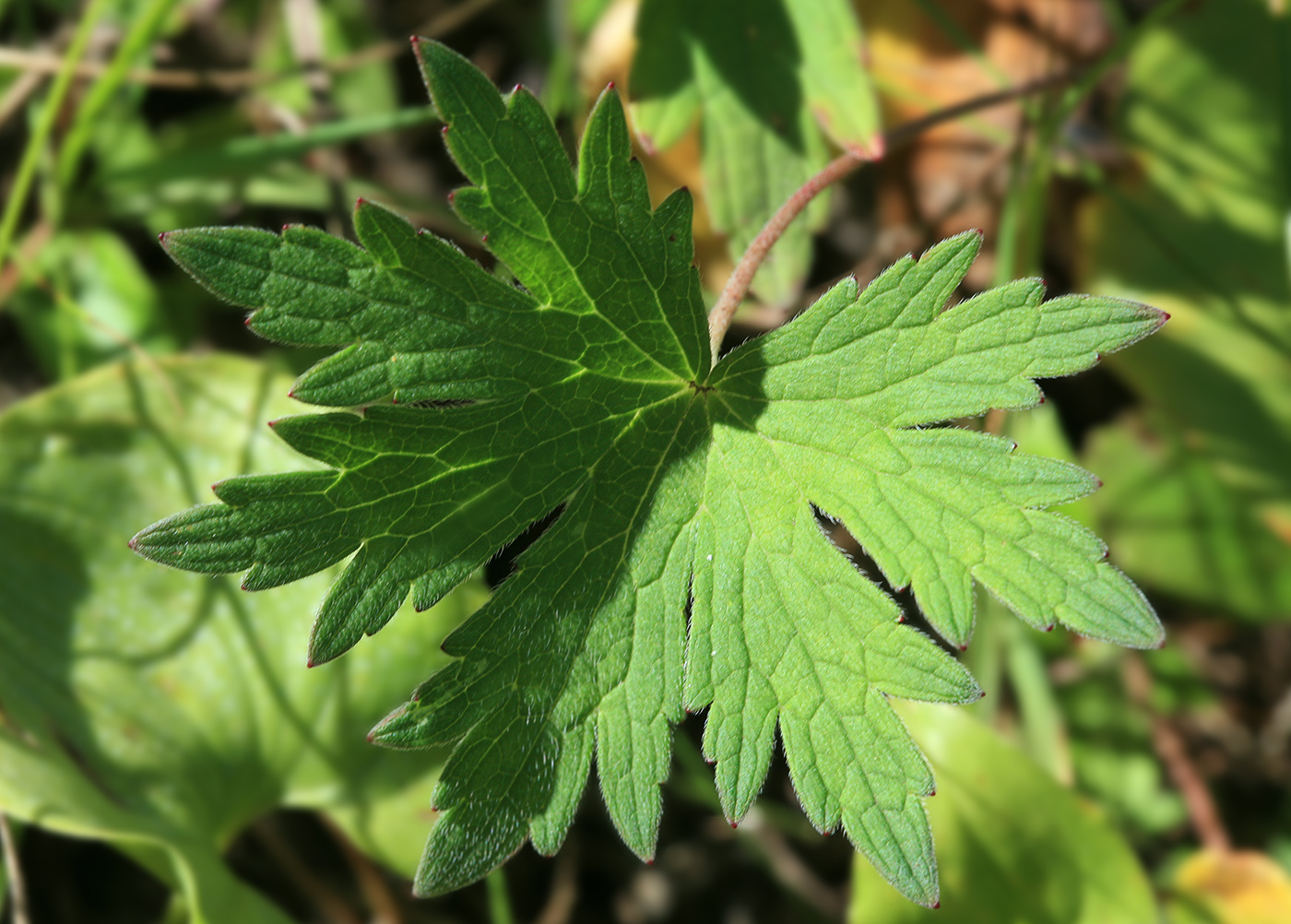 Изображение особи Geranium erianthum.