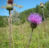 Cirsium canum. Верхушки побегов с соцветиями. Ульяновская обл., Инзенский р-н, окр. с. Первомайское, пойма ручья у подножия высокого облесённого склона, травяное болото. 5 августа 2016 г.