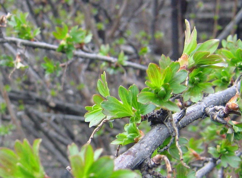 Image of Ribes aureum specimen.