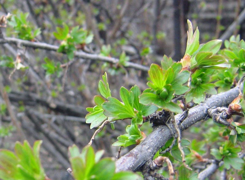 Изображение особи Ribes aureum.