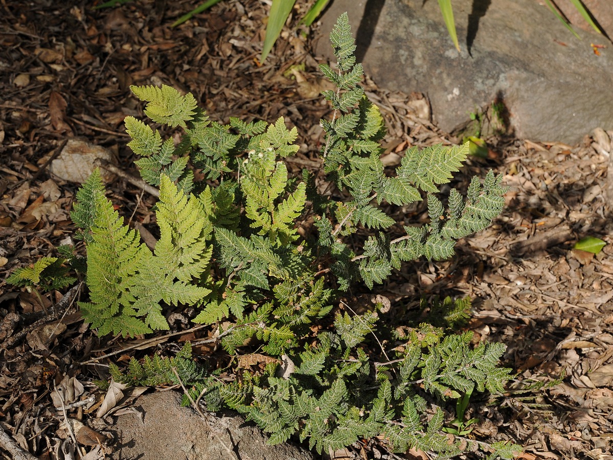 Изображение особи Cheilanthes eckloniana.