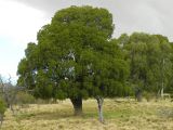 Image of taxon representative. Author is Наталия Шевырева