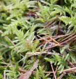 Pseudoscleropodium purum. Вегетирующие растения (на заднем плане вверху побег с красным стеблем - Pleurozium schreberi). Латвия, Юрмала, Булдури природный парк, приморский зеленомошный сосняк. 30.04.2017.