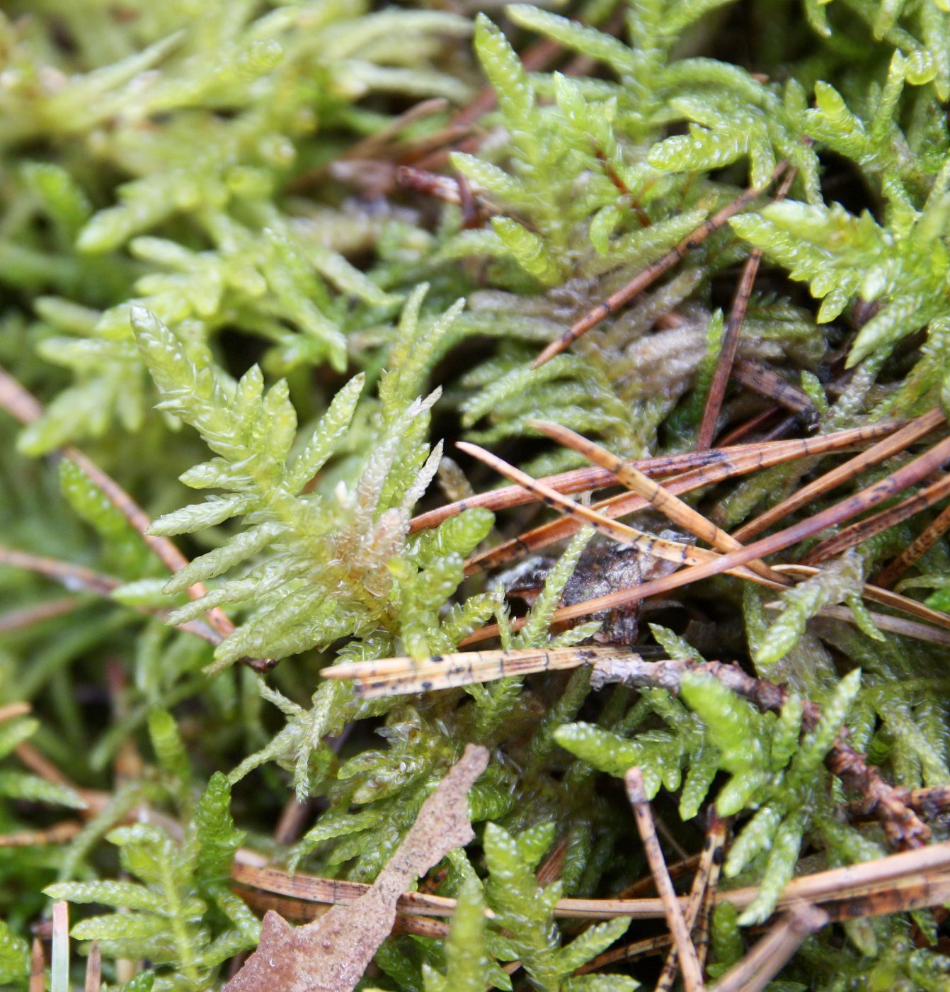 Изображение особи Pseudoscleropodium purum.