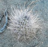 Acanthocalycium leucanthum