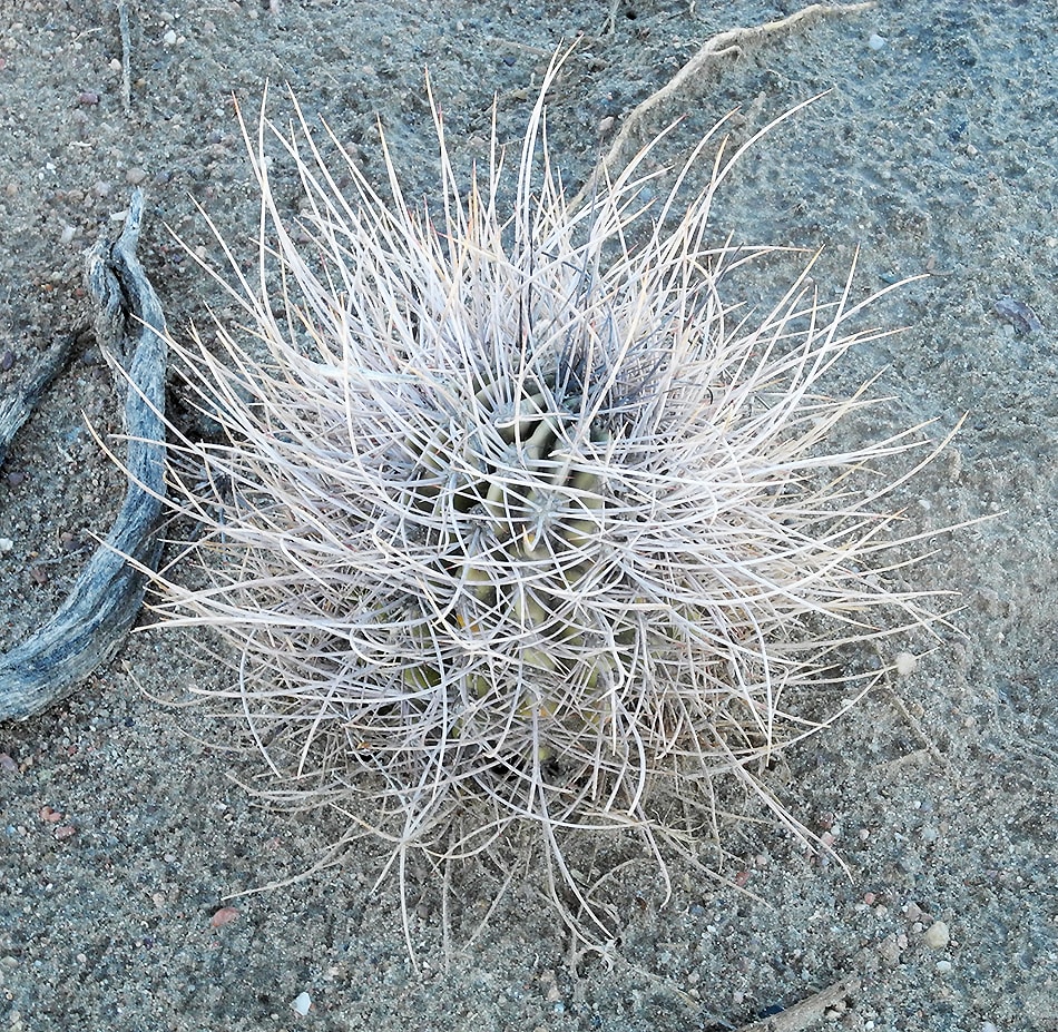 Изображение особи Acanthocalycium leucanthum.