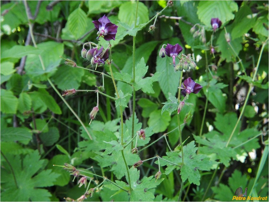 Изображение особи Geranium phaeum.