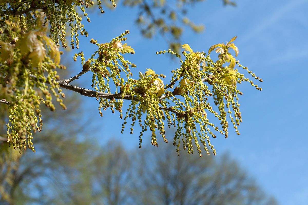 Image of Quercus robur specimen.