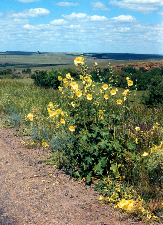 Image of Alcea rugosa specimen.