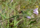 Malva setigera. Верхушка цветущего растения с кормящейся цикадкой (Cercopis). Крым, Керченский п-ов, Опукский заповедник. 01.06.2017.