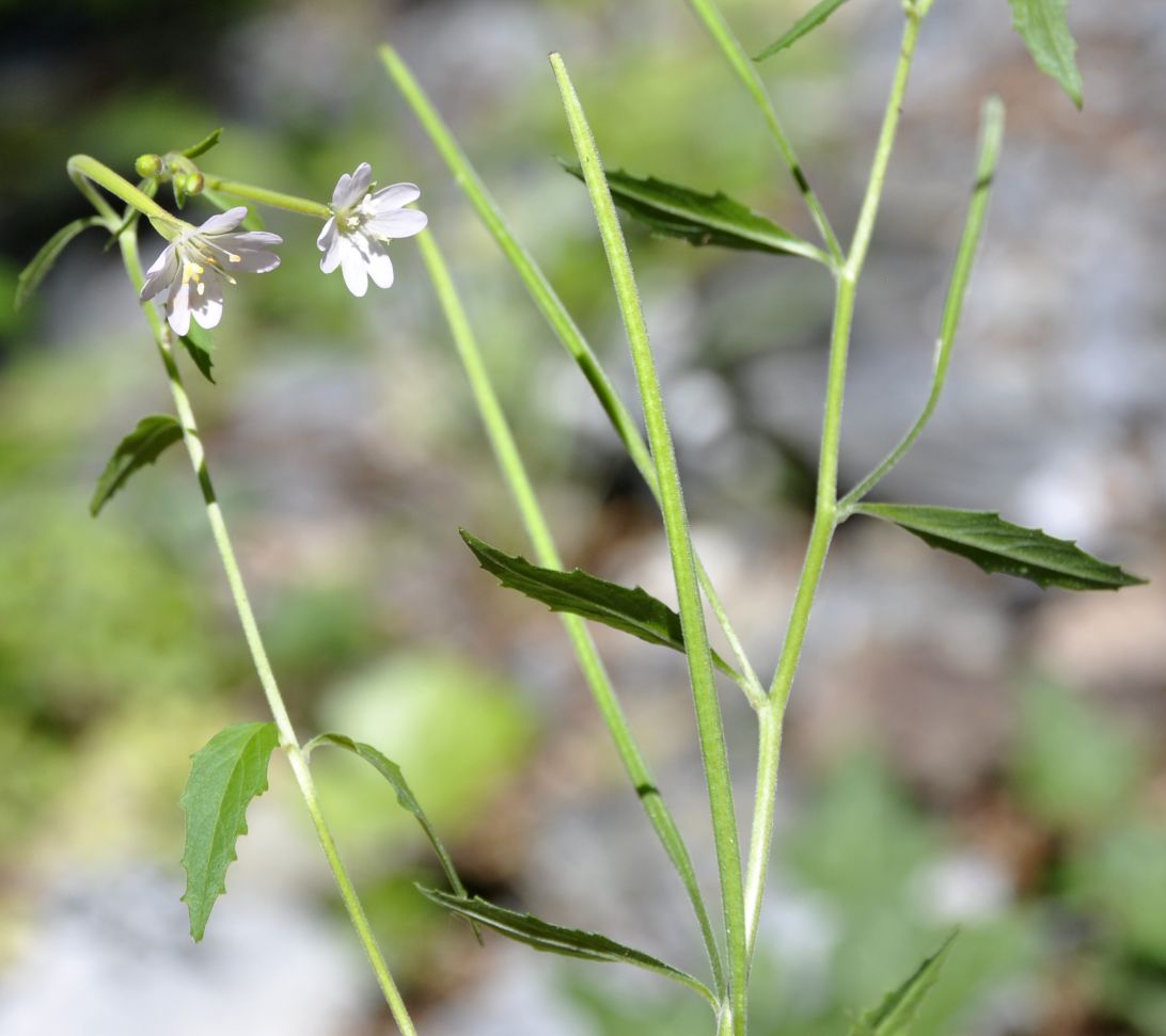 Image of Epilobium lanceolatum specimen.