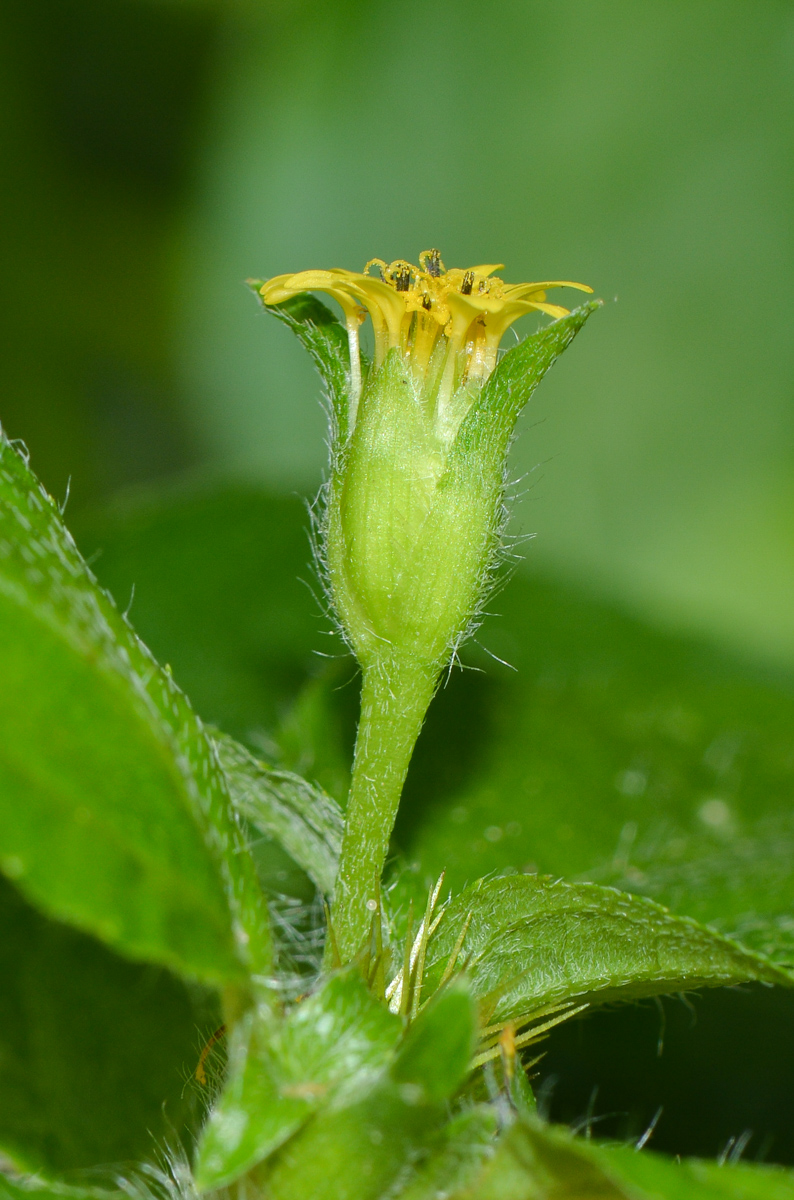 Image of Synedrella nodiflora specimen.