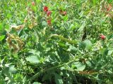 Lathyrus miniatus