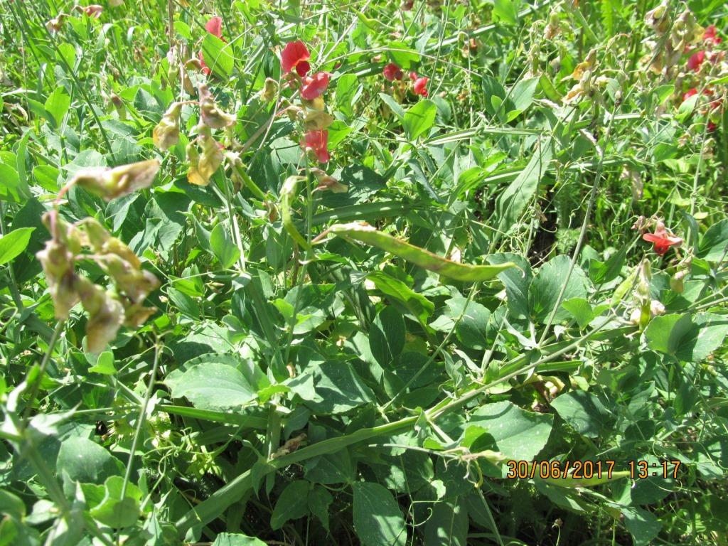 Изображение особи Lathyrus miniatus.