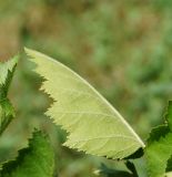 Crataegus submollis. Часть листа (вид с нижней стороны). Восточный Казахстан, г. Усть-Каменогорск, сквер, в культуре. 23.06.2017.