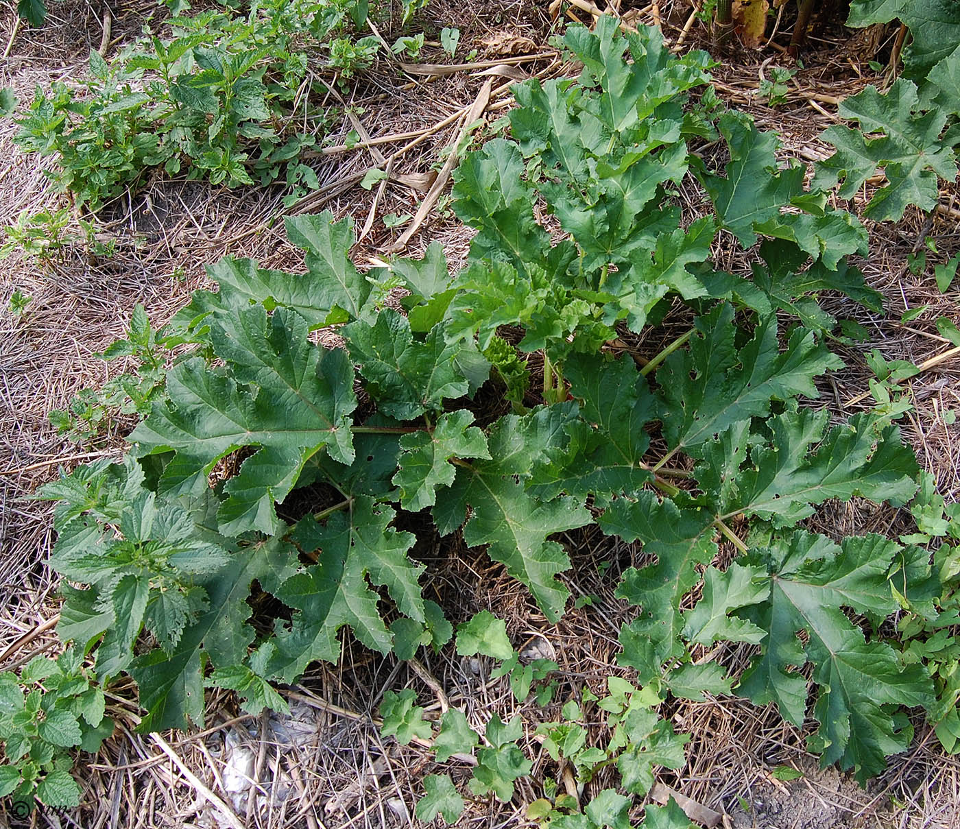 Image of Heracleum sibiricum specimen.