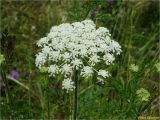 Daucus carota. Соцветие. Украина, Ивано-Франковская обл., Болеховский горсовет, Козакивский сельсовет, окр. с. Козакивка, урочище Бассарабка, на предгорном лугу. 17.07.2017.