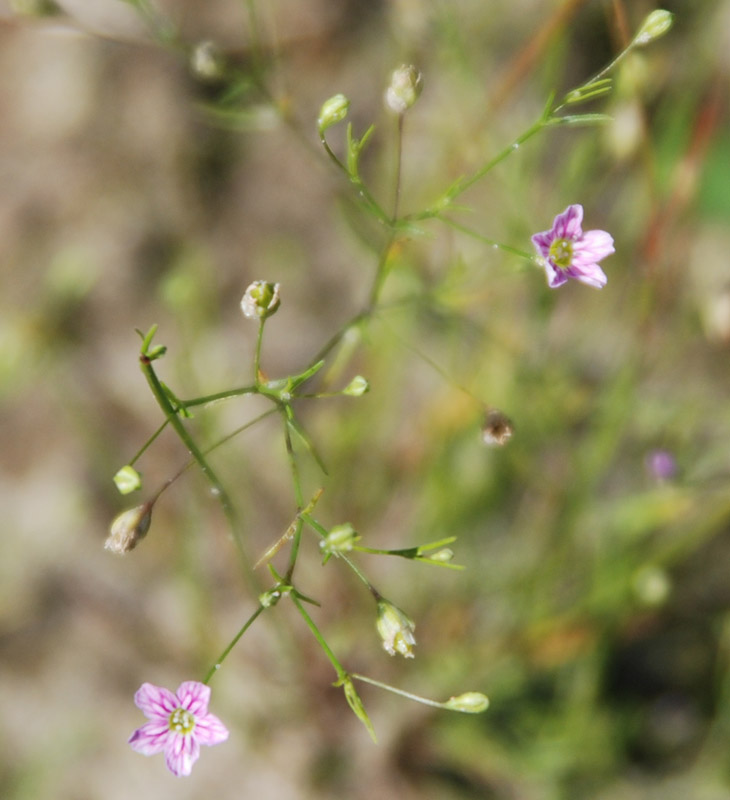 Изображение особи Psammophiliella muralis.