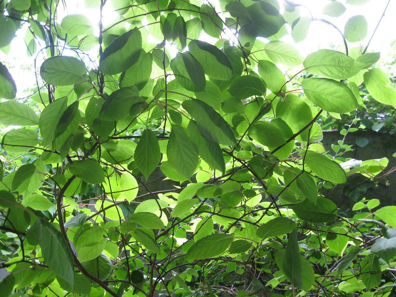 Image of Actinidia kolomikta specimen.