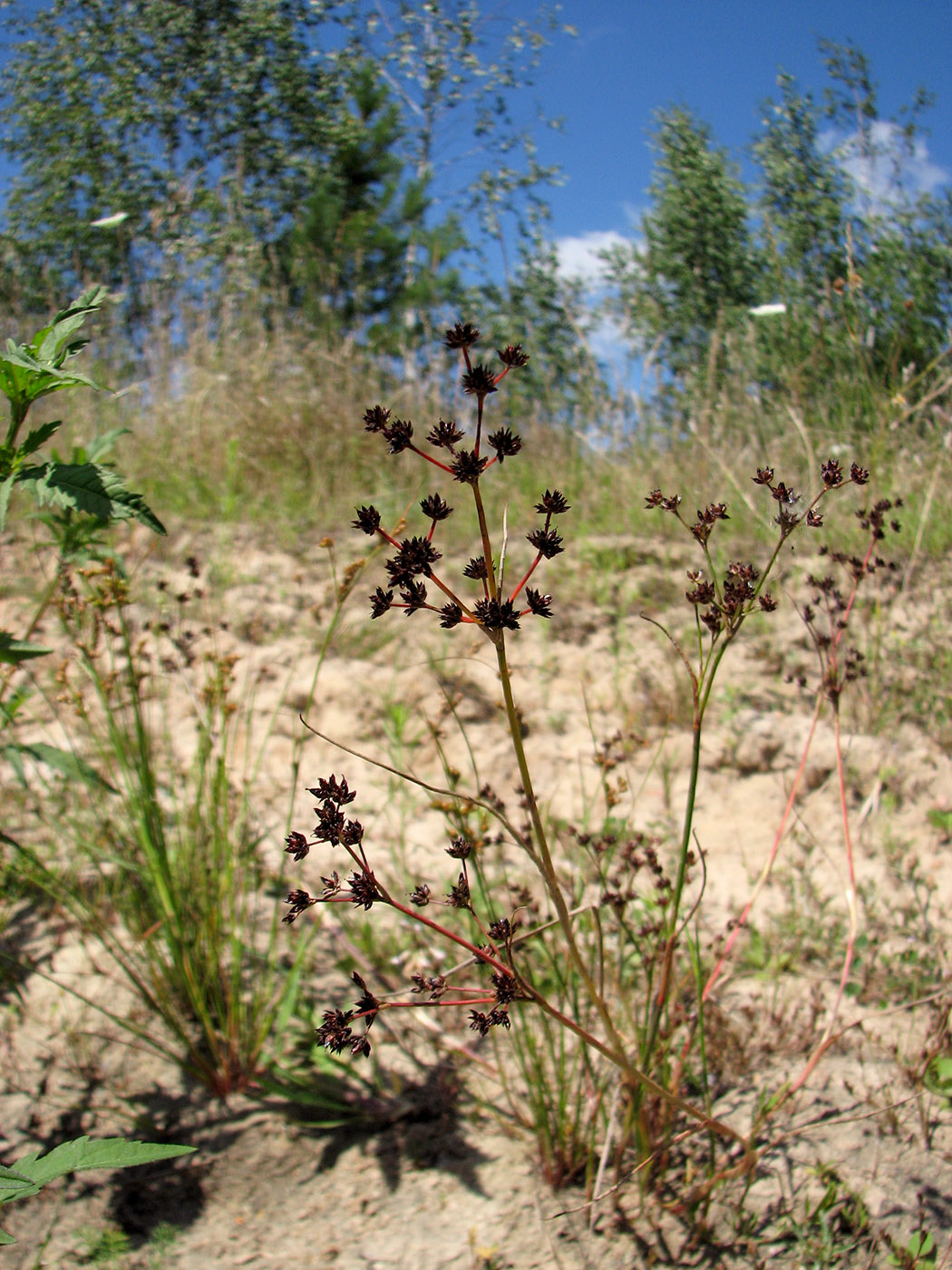 Изображение особи Juncus atratus.