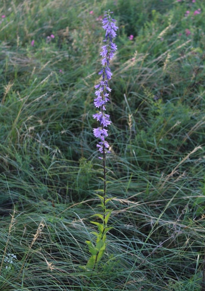 Image of Campanula bononiensis specimen.