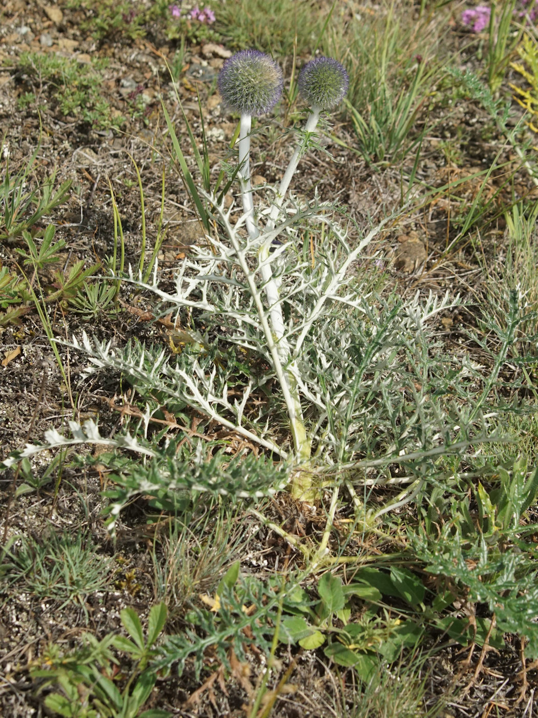Image of Echinops ruthenicus specimen.