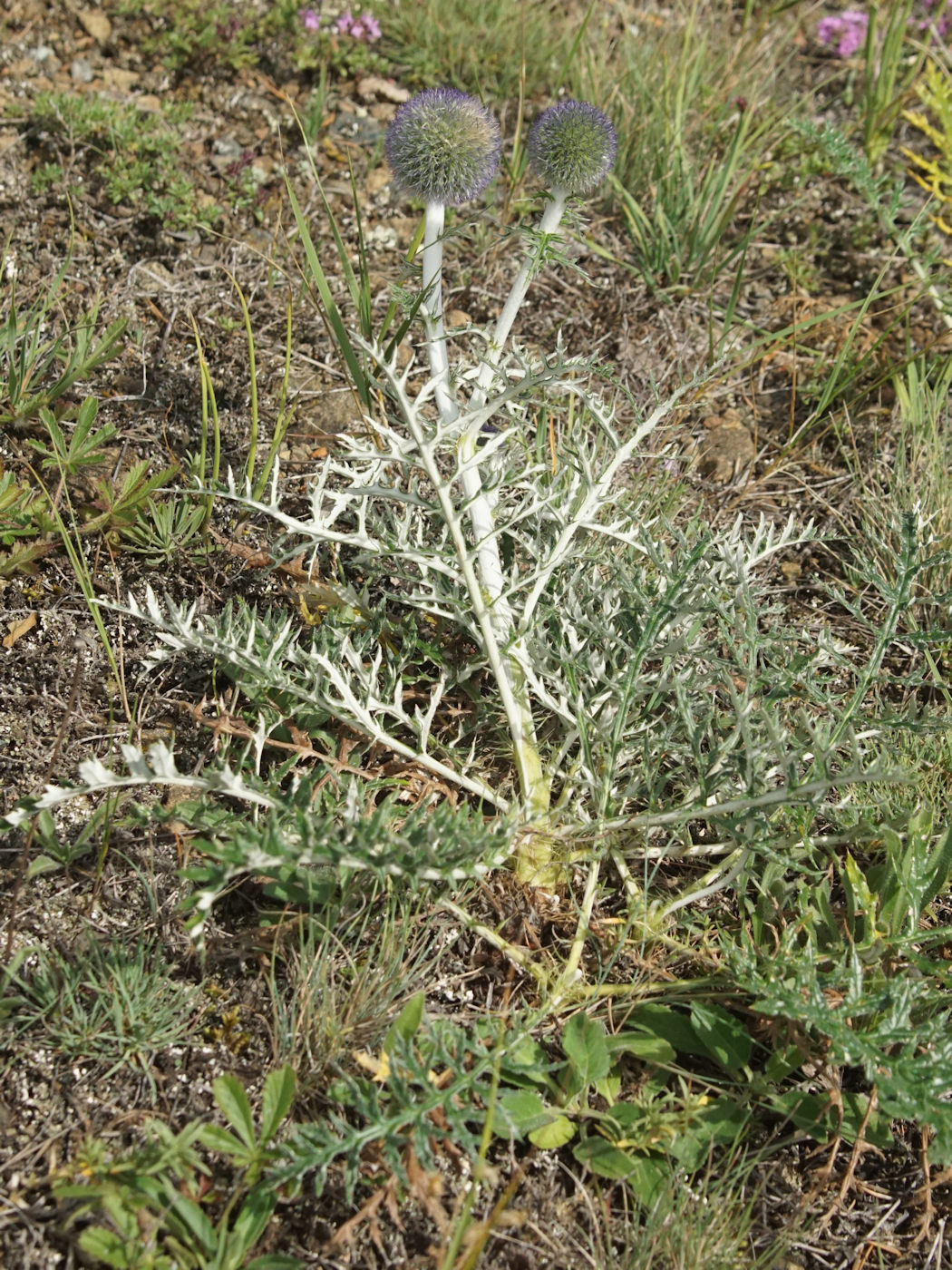 Изображение особи Echinops crispus.