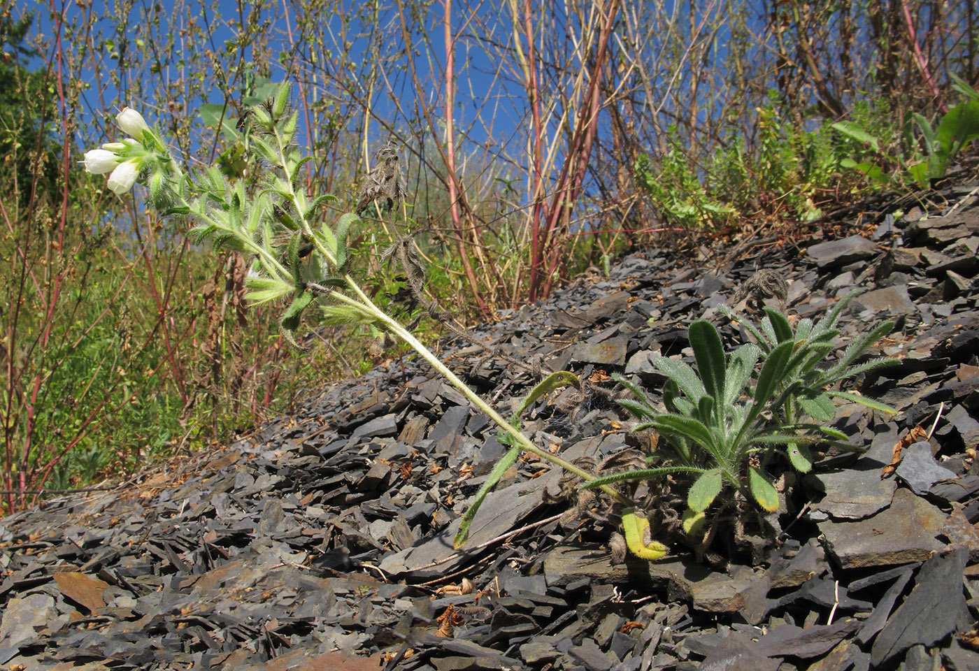 Image of Onosma montana specimen.