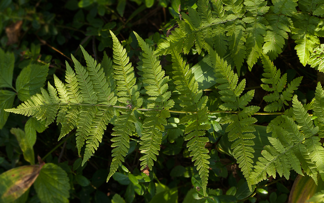 Изображение особи Dryopteris carthusiana.