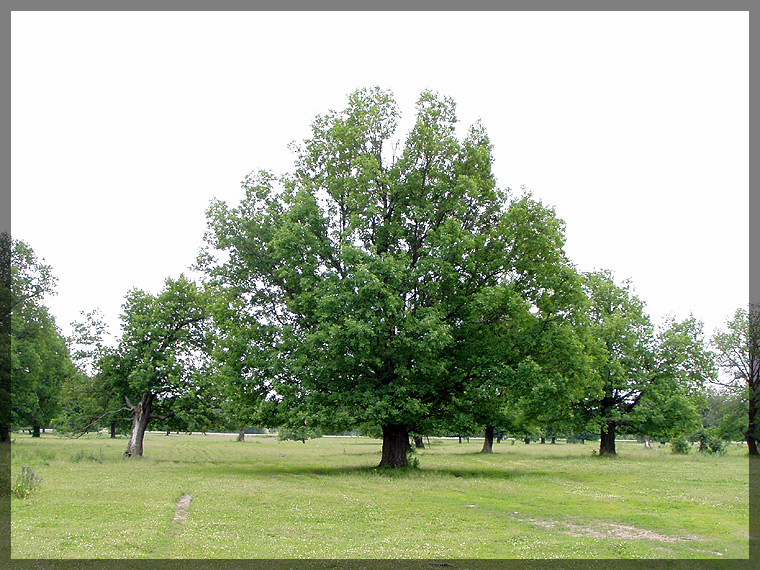 Image of Quercus robur specimen.