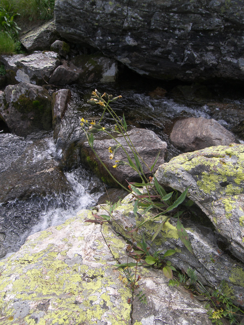 Image of Hieracium × biebersteinii specimen.