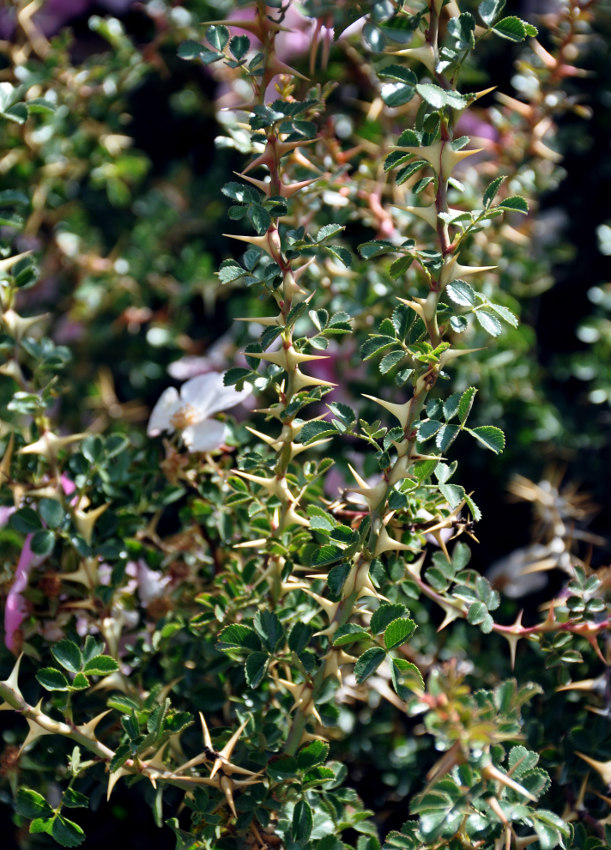 Image of Rosa maracandica specimen.