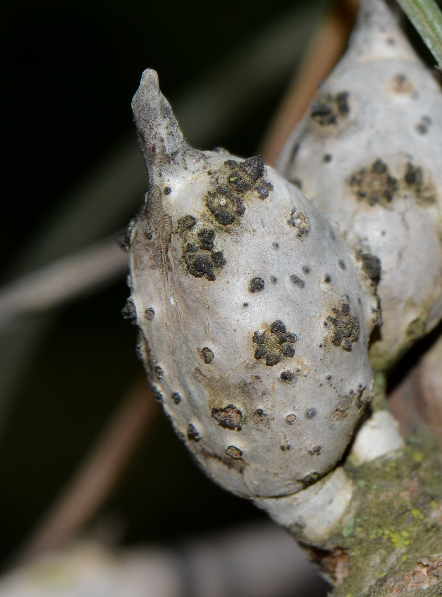 Изображение особи Hakea scoparia.