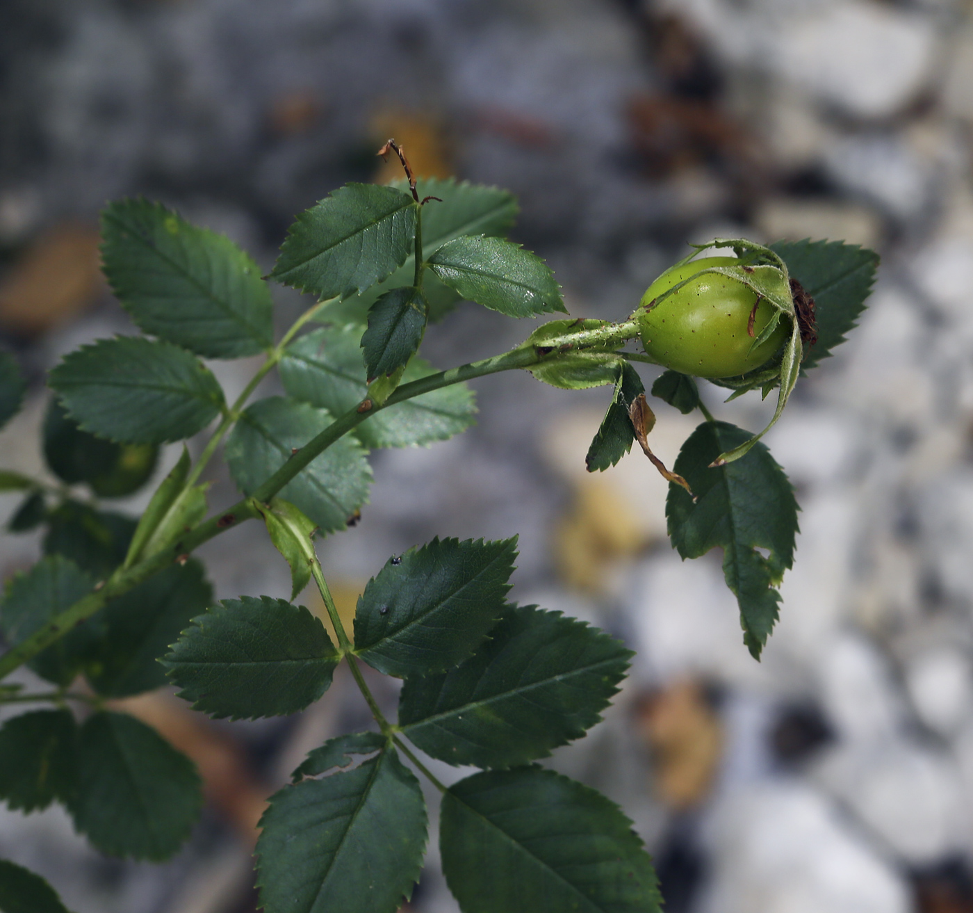 Image of genus Rosa specimen.