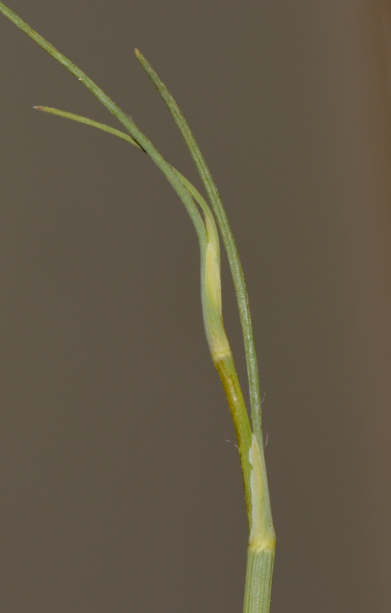 Image of Deverra triradiata specimen.