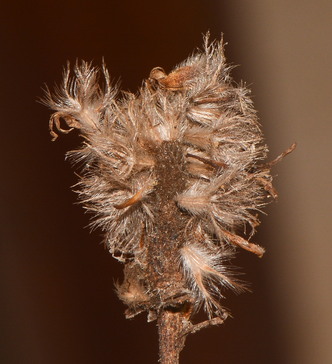 Image of Globularia arabica specimen.