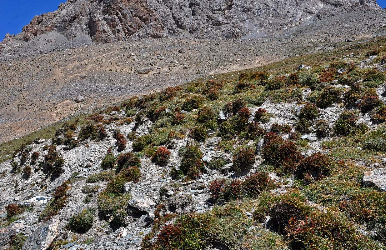 Image of Rhodiola gelida specimen.