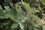 Ceratonia siliqua