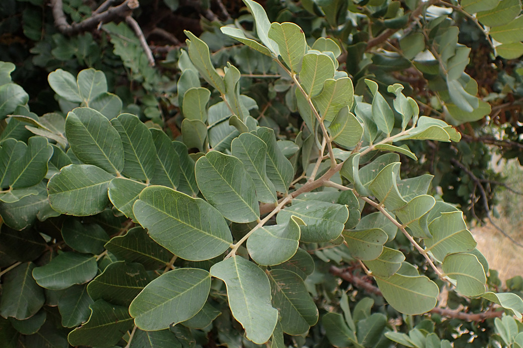 Image of Ceratonia siliqua specimen.